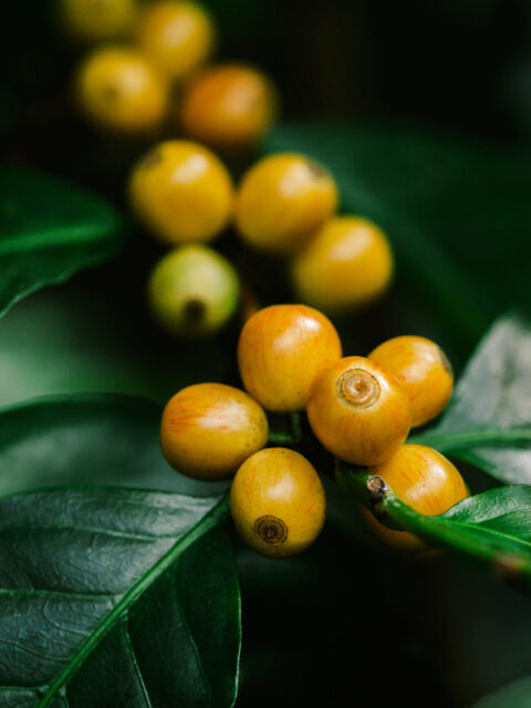 yellow catimor Coffee beans ripening on tree in North of thailan yellow catimor Coffee beans ripening on tree in North of thailan